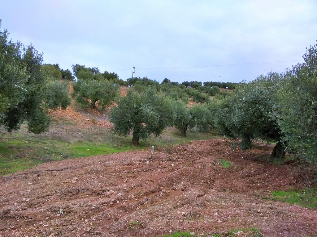 Terreno en Sitonia, Grecia, 6 460 m² - imagen 1