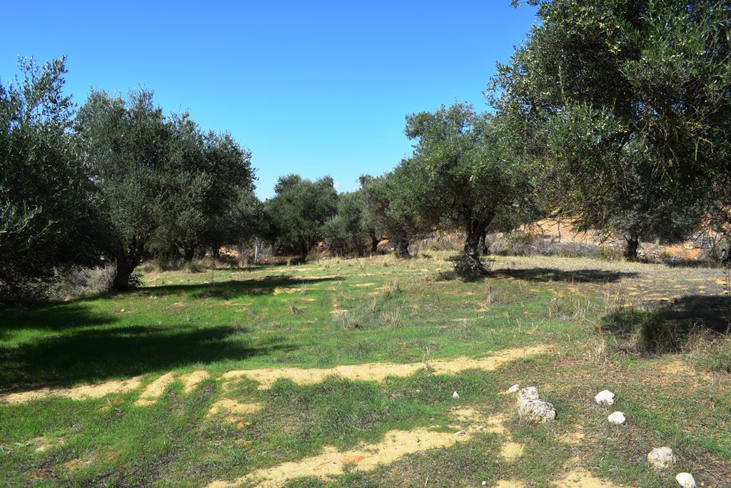 Land in Chania, Greece, 9 848 m² - picture 1