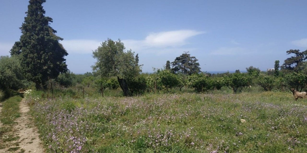 Land in Heraklion, Greece, 5 700 m² - picture 3