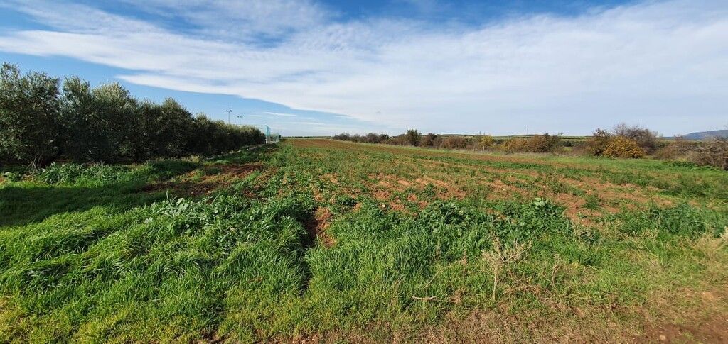 Land in Chalkidiki, Greece, 10 000 m² - picture 3