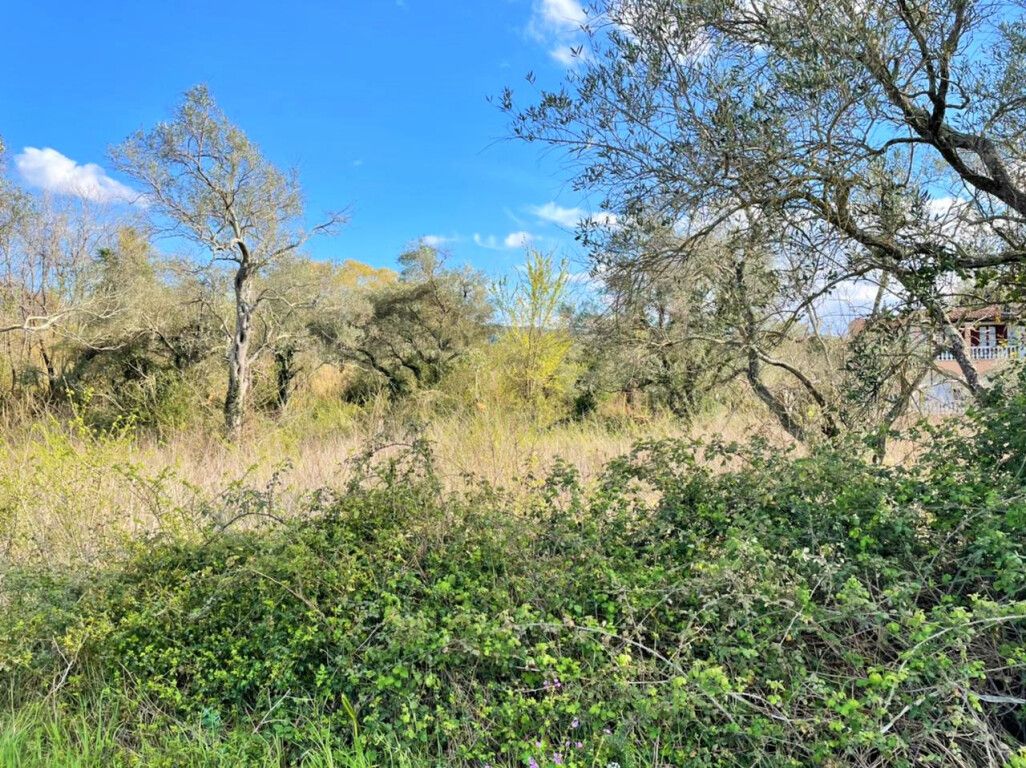 Land in Corfu, Greece, 4 100 m² - picture 3