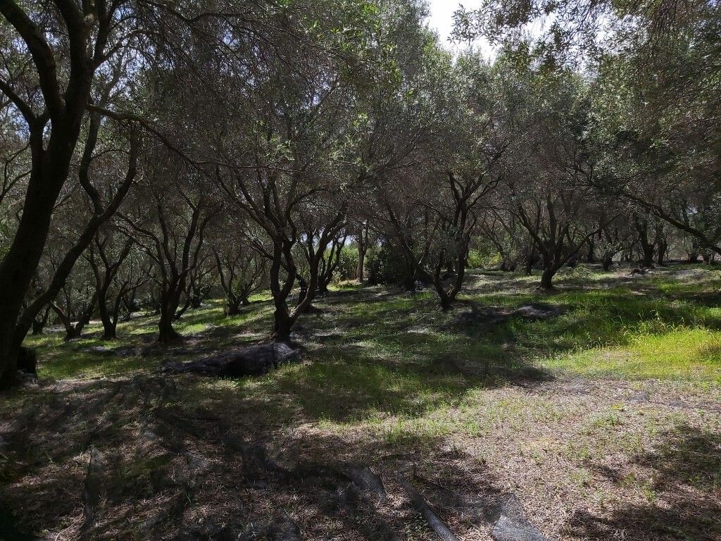 Grundstück in Korfu, Griechenland, 8 000 m² - Foto 5