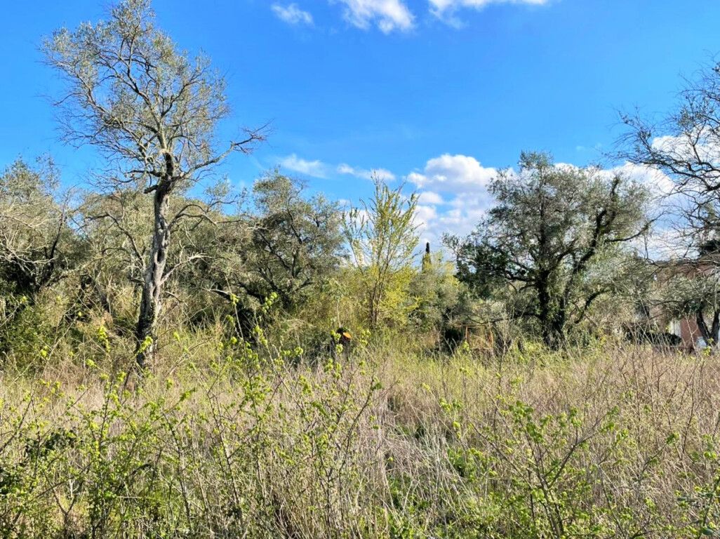 Land in Corfu, Greece, 4 100 m² - picture 5