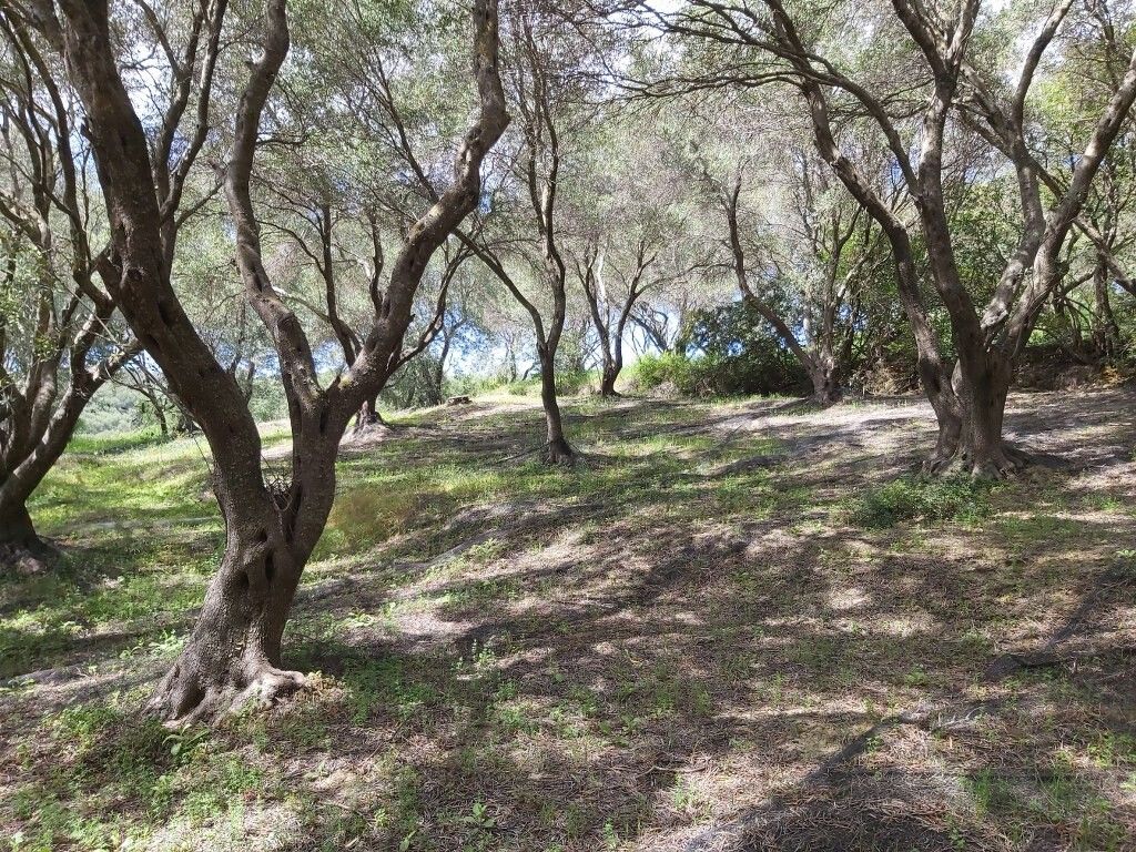 Grundstück in Korfu, Griechenland, 8 000 m² - Foto 6