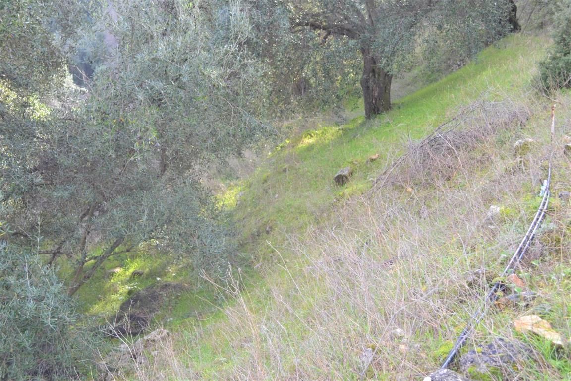 Land in Corfu, Greece, 4 420 m² - picture 6