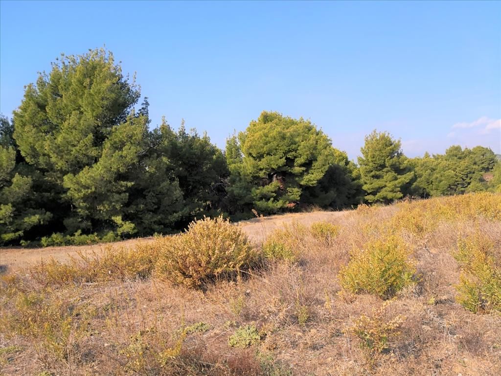 Terrain en Sithonie, Grèce, 5 000 m² - image 6