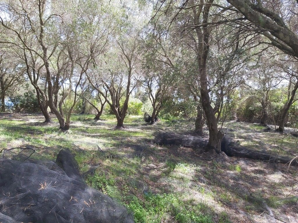 Grundstück in Korfu, Griechenland, 8 000 m² - Foto 8