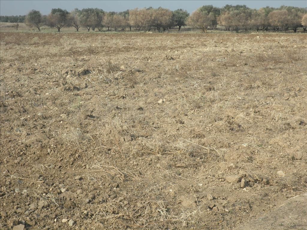 Terrain en Chalcidique, Grèce, 4 037 m² - image 11