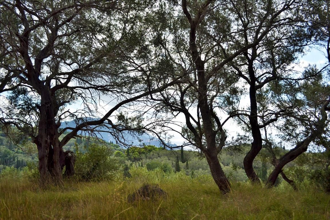 Land in Corfu, Greece, 4 673 m² - picture 12