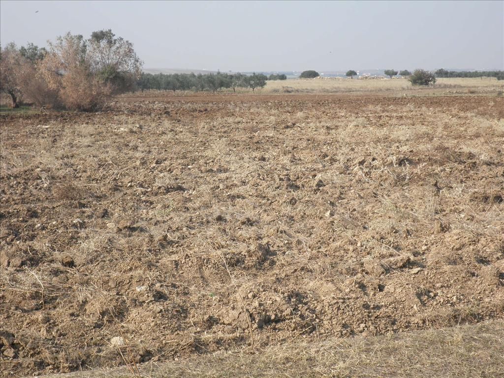 Terrain en Chalcidique, Grèce, 4 037 m² - image 12