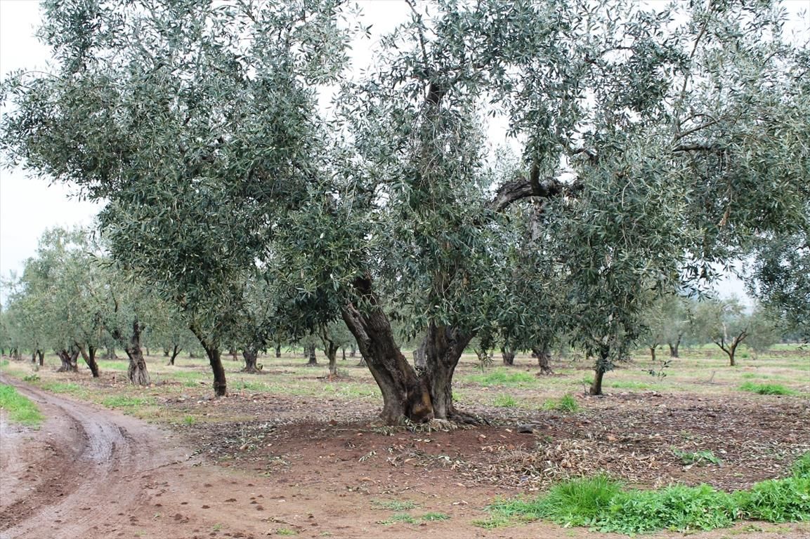 Grundstück in Chalkidiki, Griechenland, 4 980 m² - Foto 1