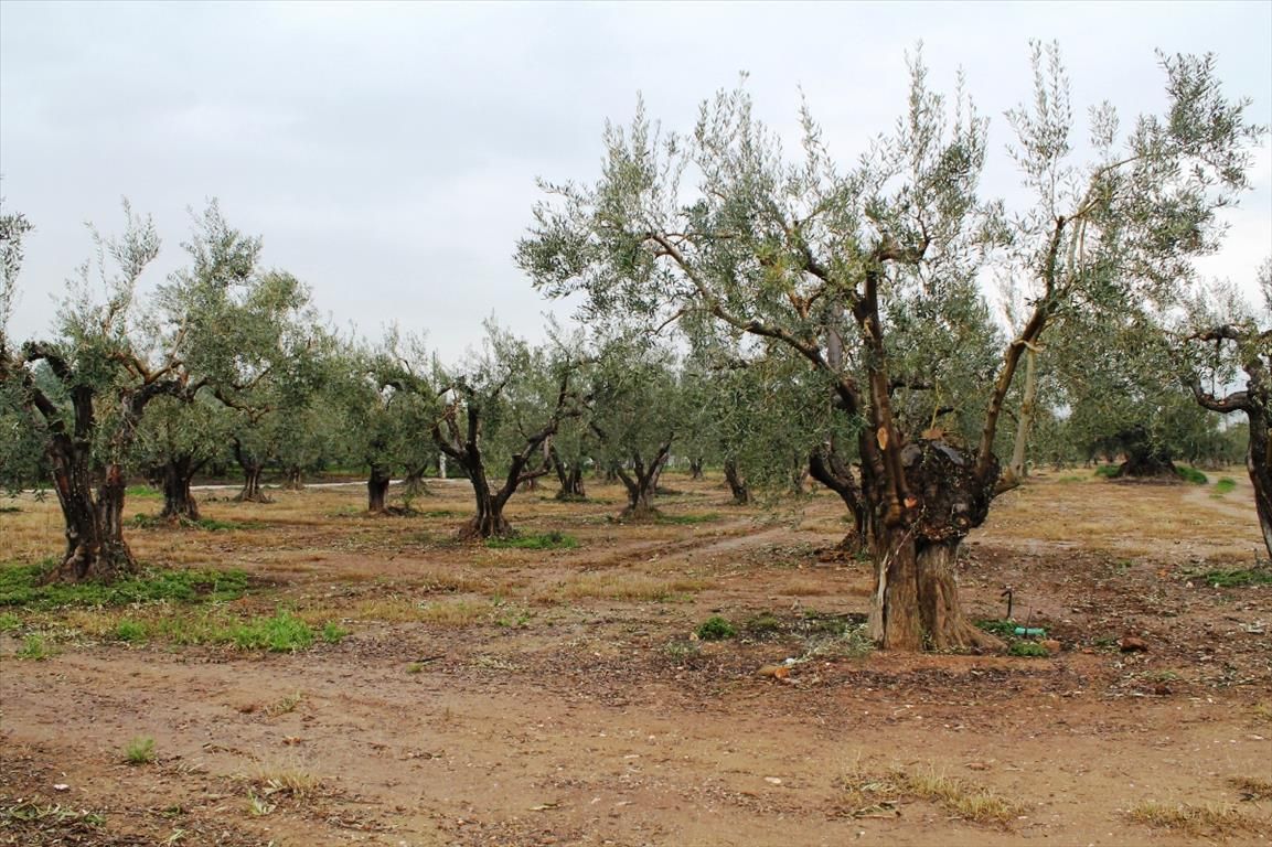Land in Sithonia, Greece, 1 378 m² - picture 1