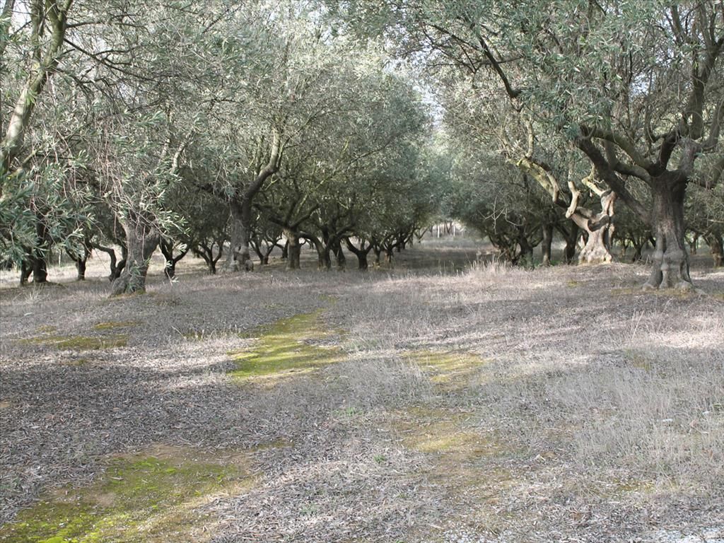 Land in Thessaloniki, Greece, 6 869 m² - picture 1