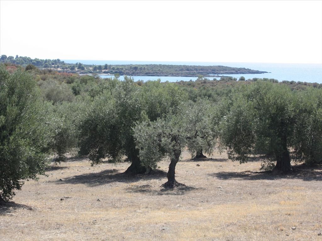 Terrain en Chalcidique, Grèce, 4 070 m² - image 1