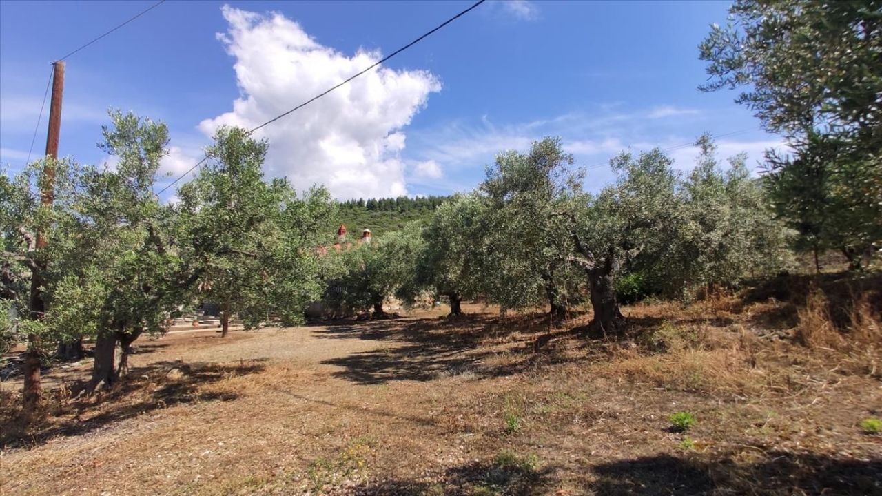 Land in Sithonia, Greece, 13 750 m² - picture 16