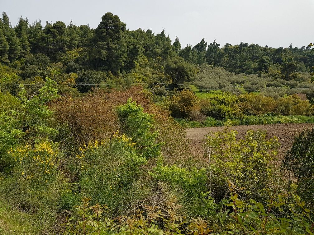 Terrain à Kassandra, Grèce, 2 468 m² - image 1