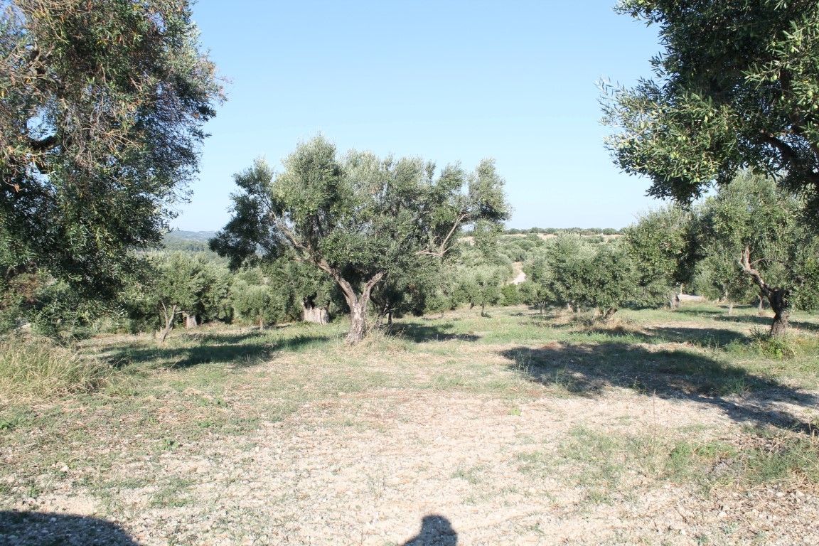 Land in Kassandra, Greece, 5 058 m² - picture 1