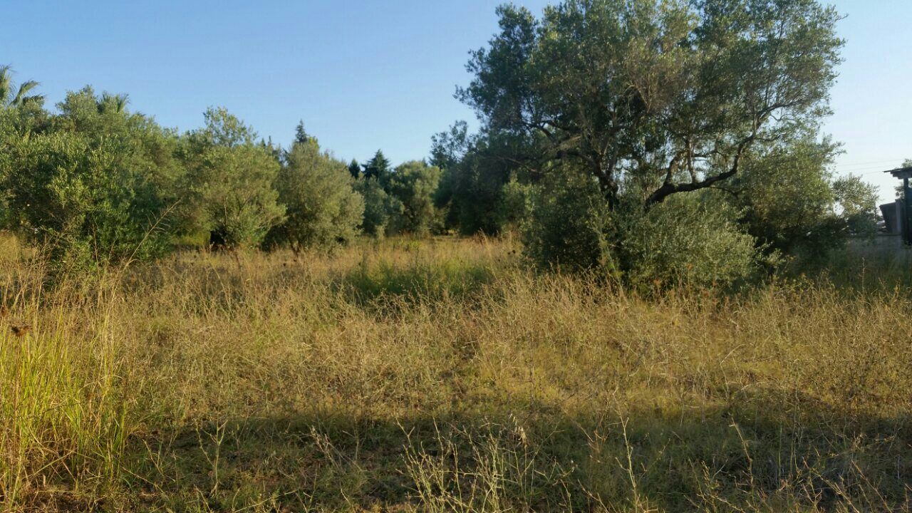 Land in Kassandra, Greece, 4 250 m² - picture 1