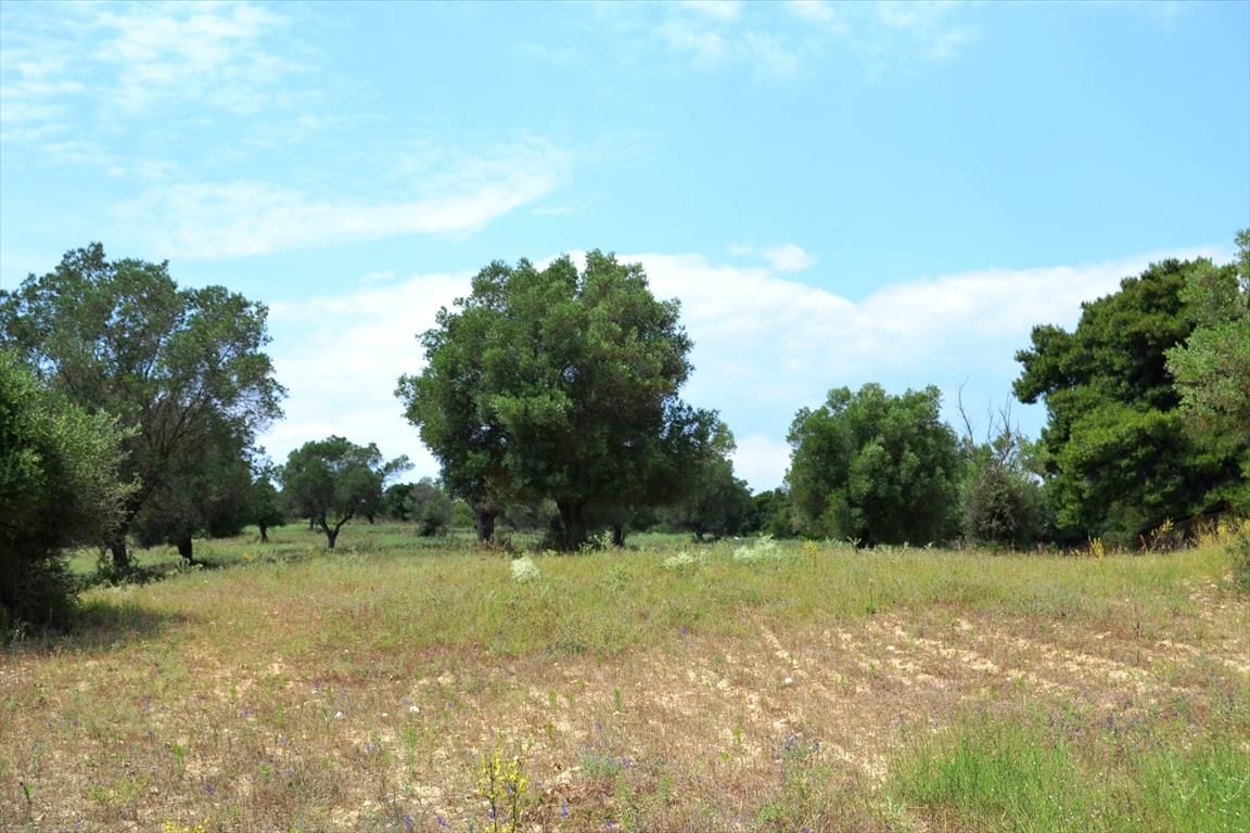 Land in Kassandra, Greece, 11 500 m² - picture 1