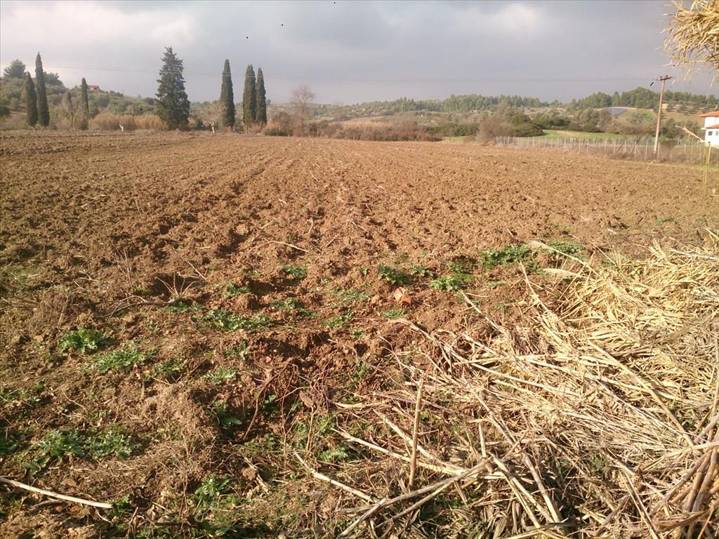 Land in Kassandra, Greece, 12 150 m² - picture 1