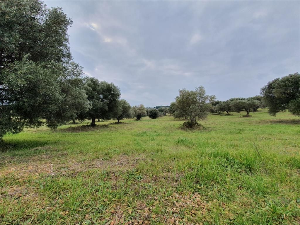 Terrain à Kassandra, Grèce, 10 000 m² - image 2