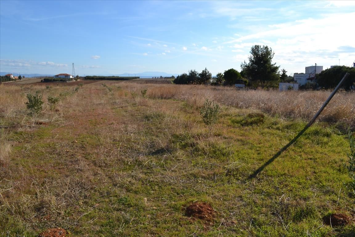 Land in Kassandra, Greece, 10 000 m² - picture 2