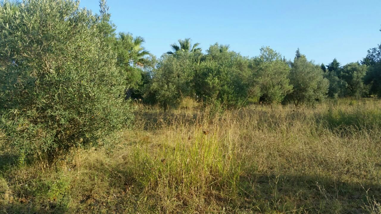 Terreno a Kassandra, Grecia, 4 250 m2 - foto 2