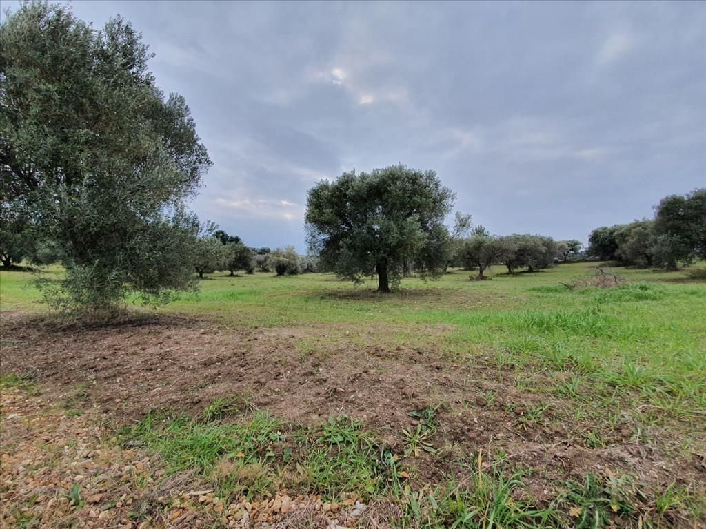 Terrain à Kassandra, Grèce, 10 000 m² - image 3