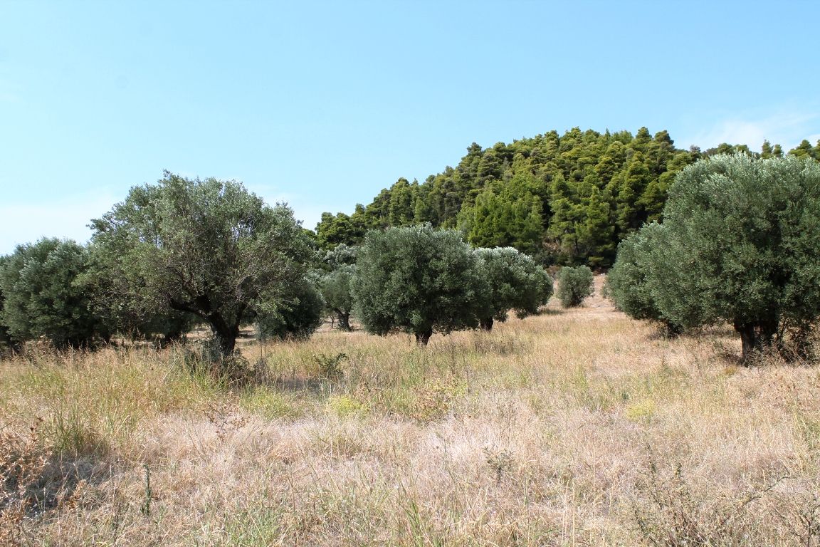 Terreno a Kassandra, Grecia, 5 000 m2 - foto 3