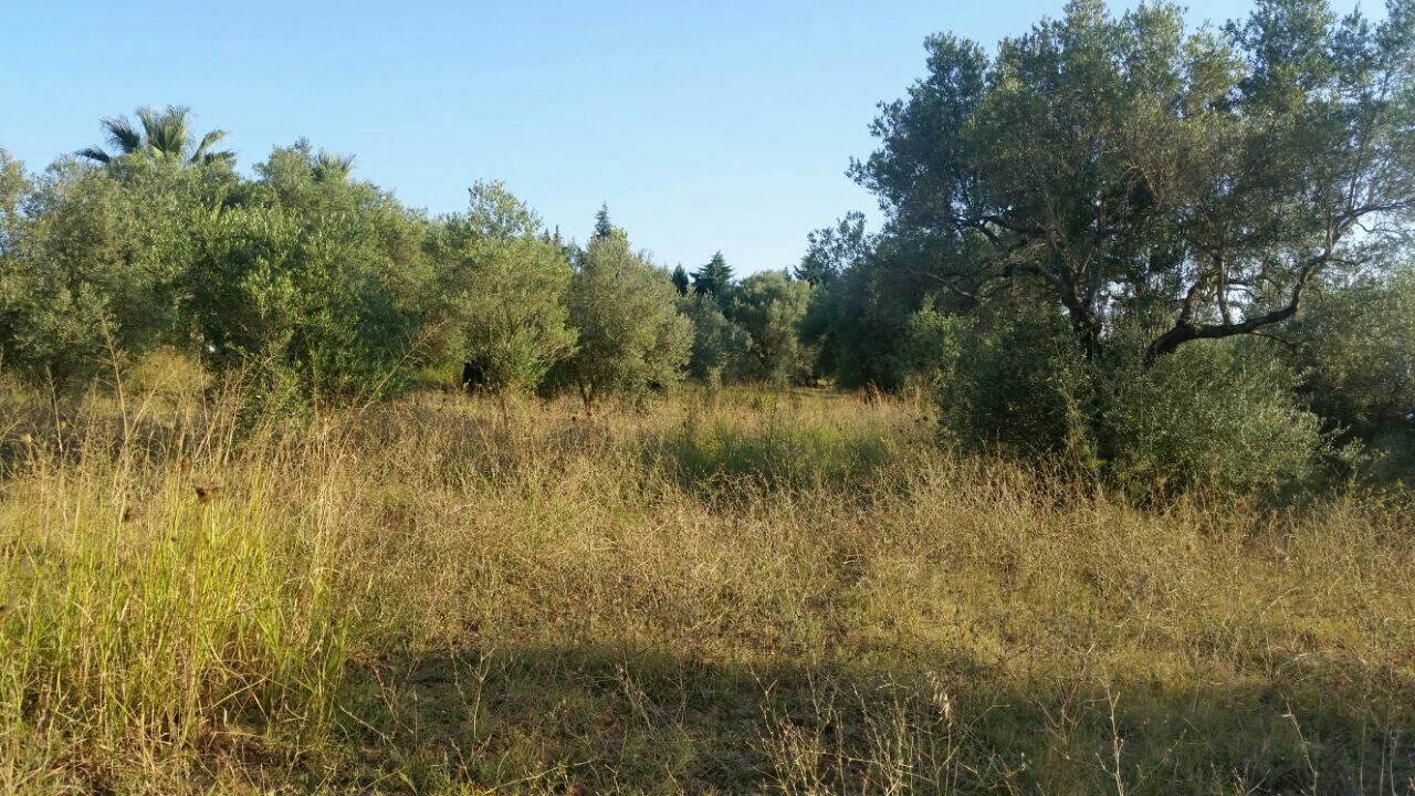 Terreno a Kassandra, Grecia, 4 250 m2 - foto 3