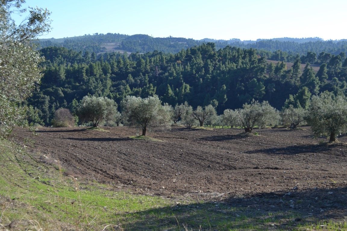 Land in Kassandra, Greece, 11 738 m² - picture 4