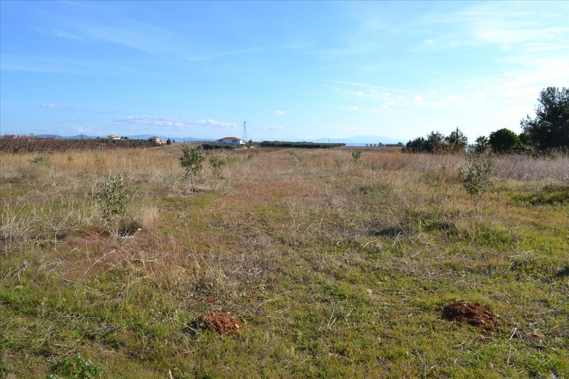 Land in Kassandra, Greece, 10 000 m² - picture 4