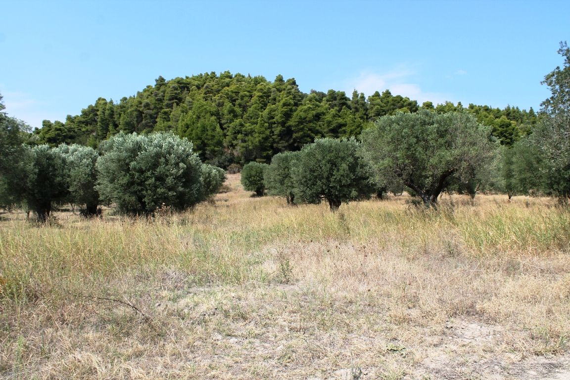 Terreno a Kassandra, Grecia, 5 000 m2 - foto 4
