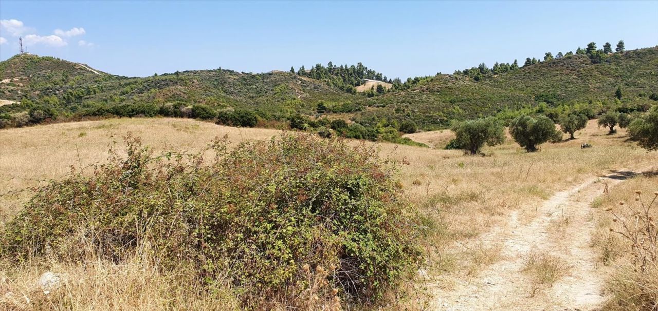 Land in Kassandra, Greece, 30 000 m² - picture 5