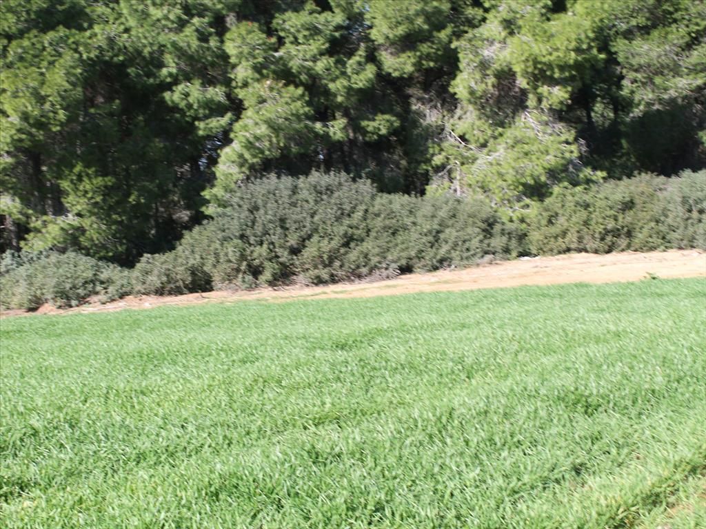 Terreno a Kassandra, Grecia, 103 500 m2 - foto 6