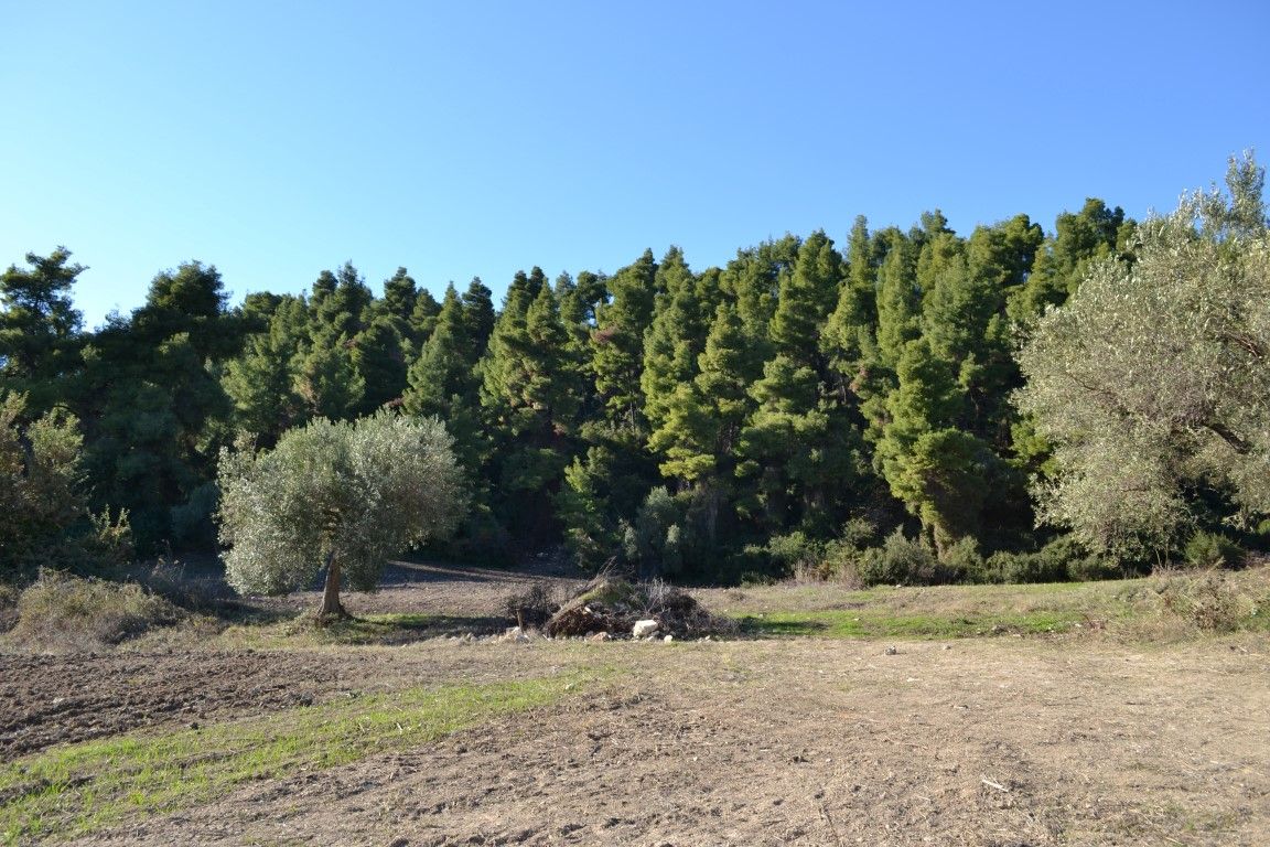 Land in Kassandra, Greece, 11 738 m² - picture 6