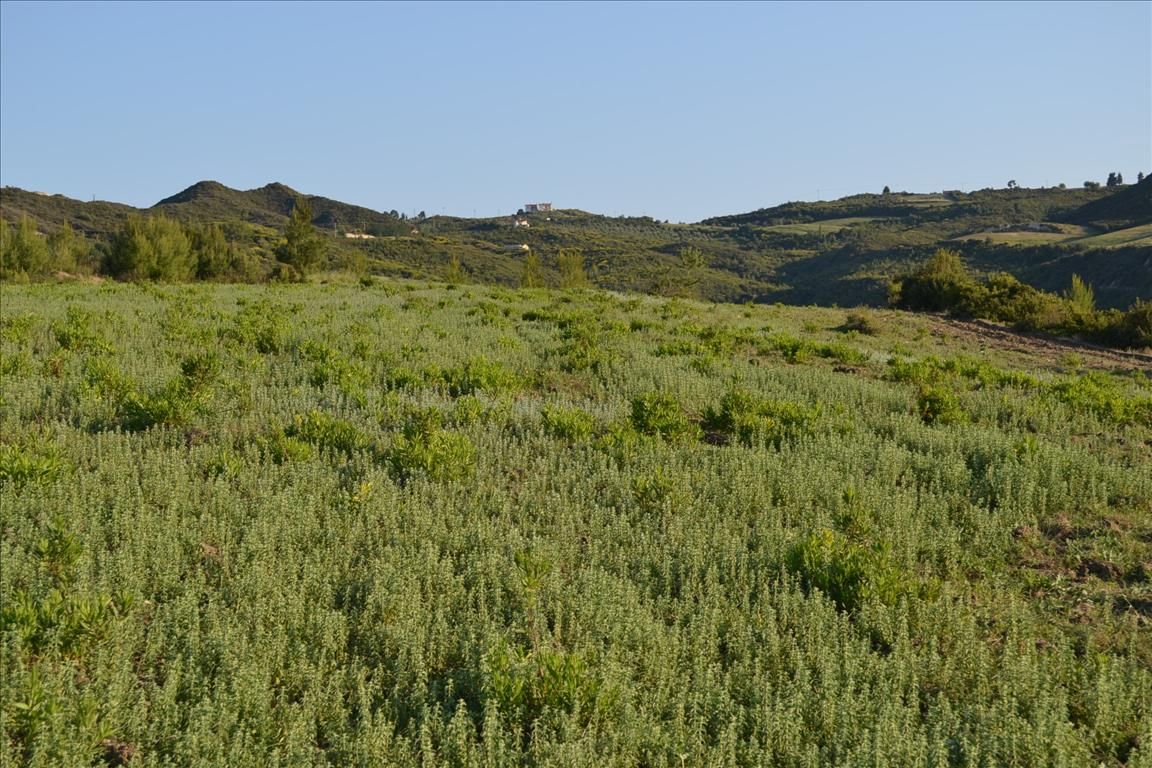 Grundstück in Kassandra, Griechenland, 15 400 m² - Foto 6