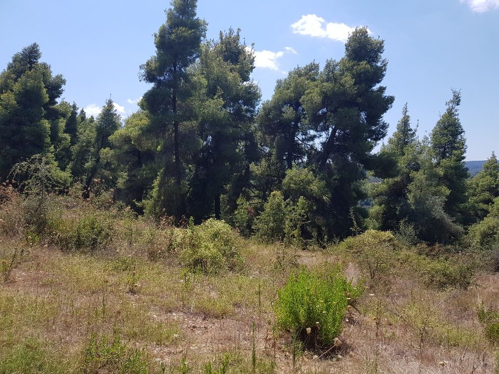 Terrain à Kassandra, Grèce, 11 000 m² - image 7