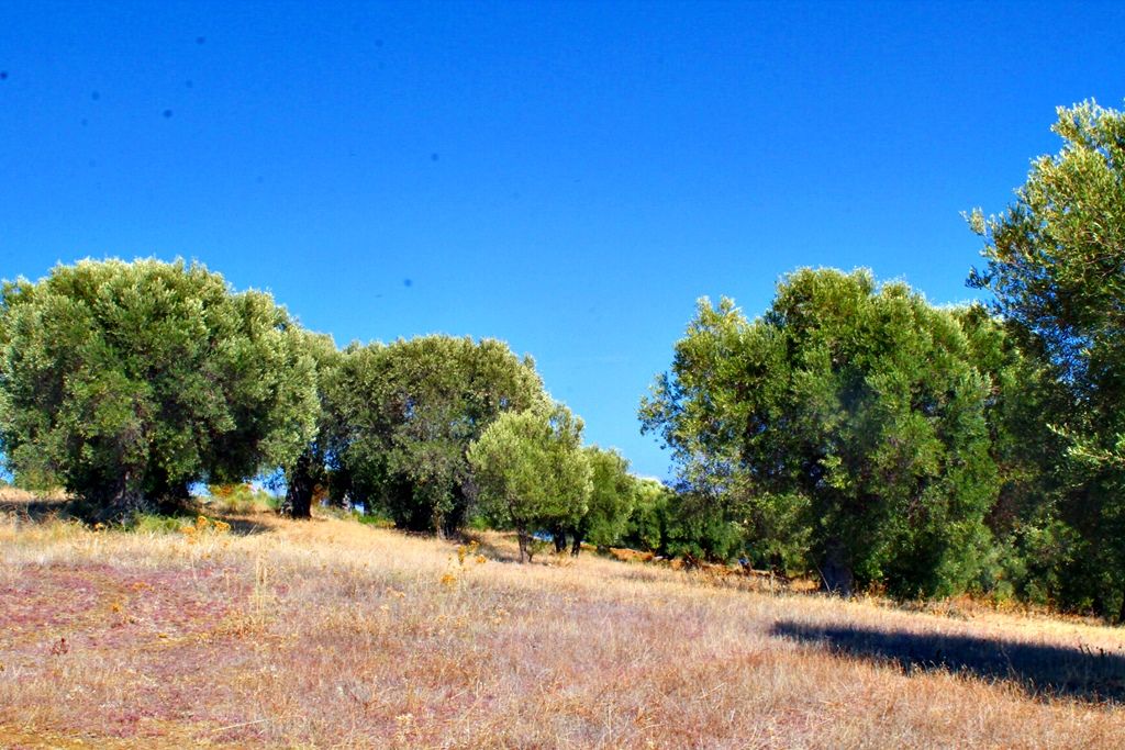 Terreno en Kassandra, Grecia, 20 000 m² - imagen 7