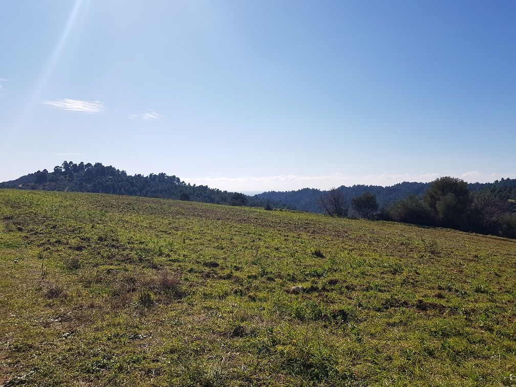 Land in Kassandra, Greece, 9 000 m² - picture 9