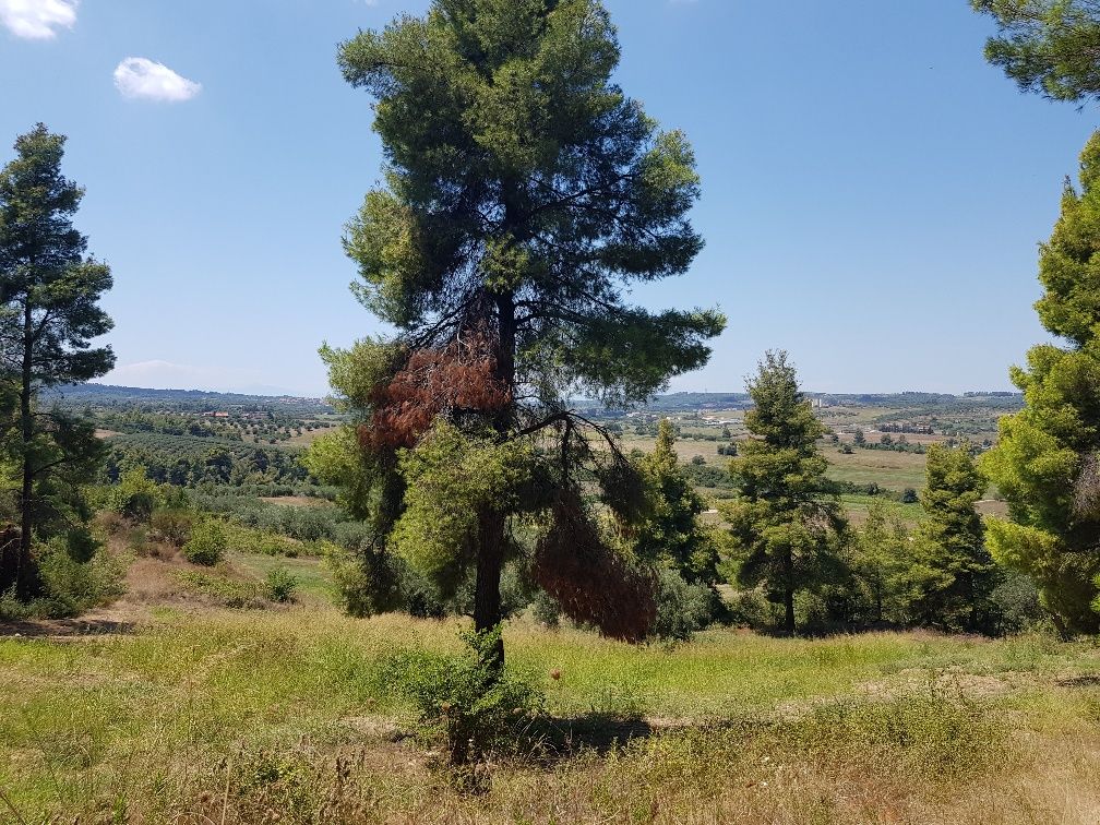 Terrain à Kassandra, Grèce, 11 000 m² - image 9