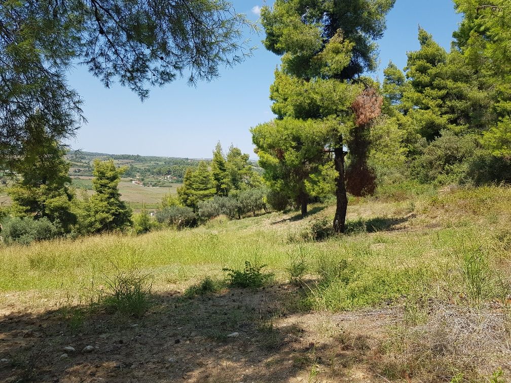 Terrain à Kassandra, Grèce, 11 000 m² - image 10