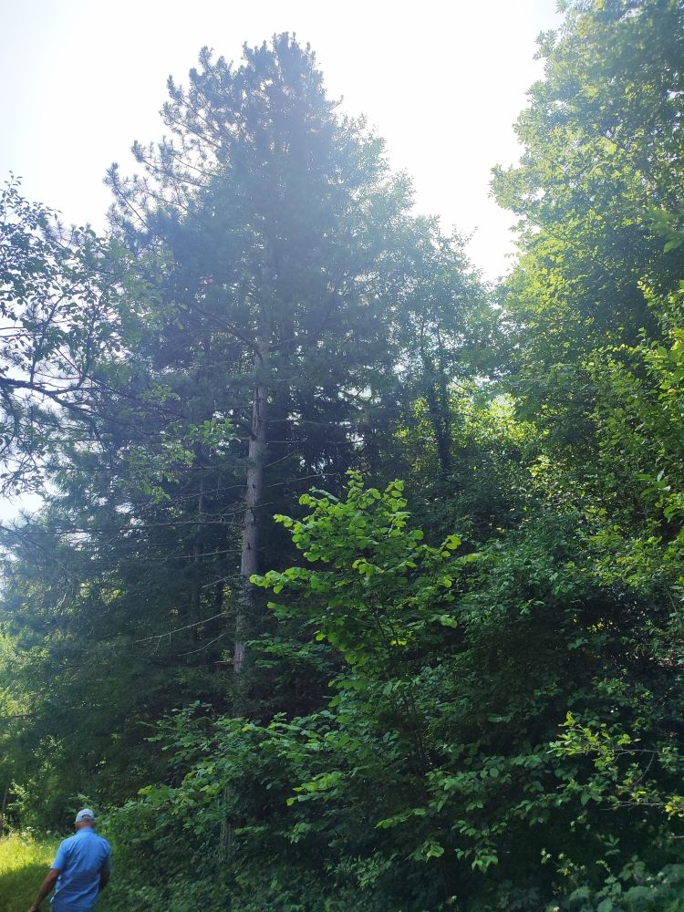 Land in Mojkovac, Montenegro, 2 ha - picture 8