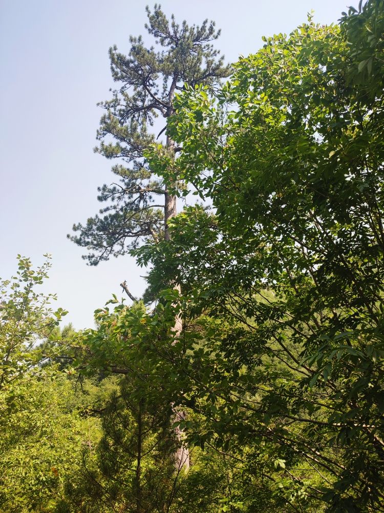 Land in Mojkovac, Montenegro, 2 ha - picture 14