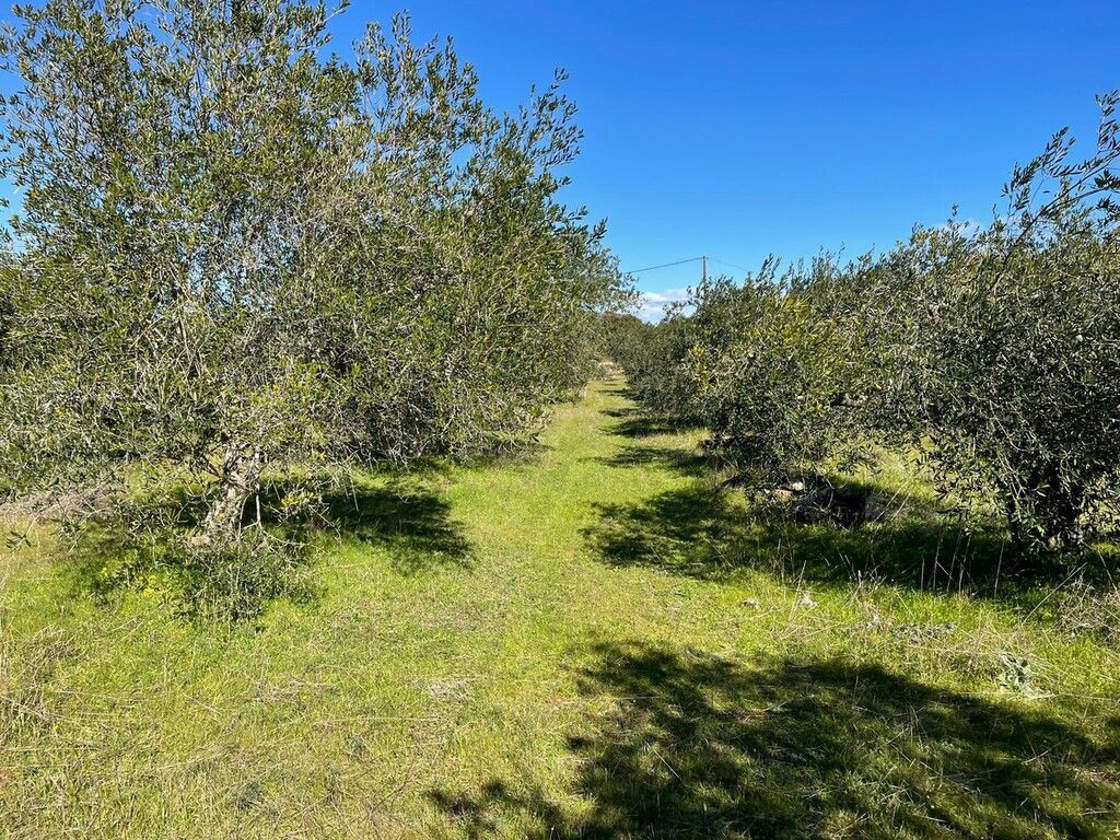 Terrain à Corfou, Grèce, 5 000 m² - image 11