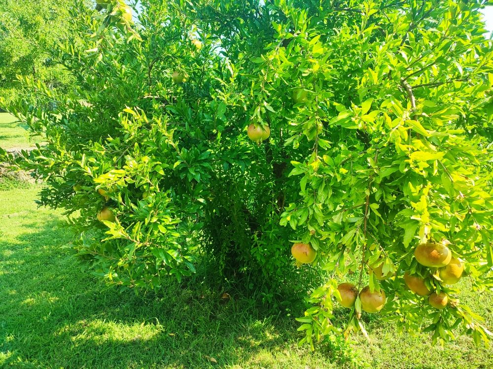 Haus in Podgorica, Montenegro, 170 m² - Foto 3