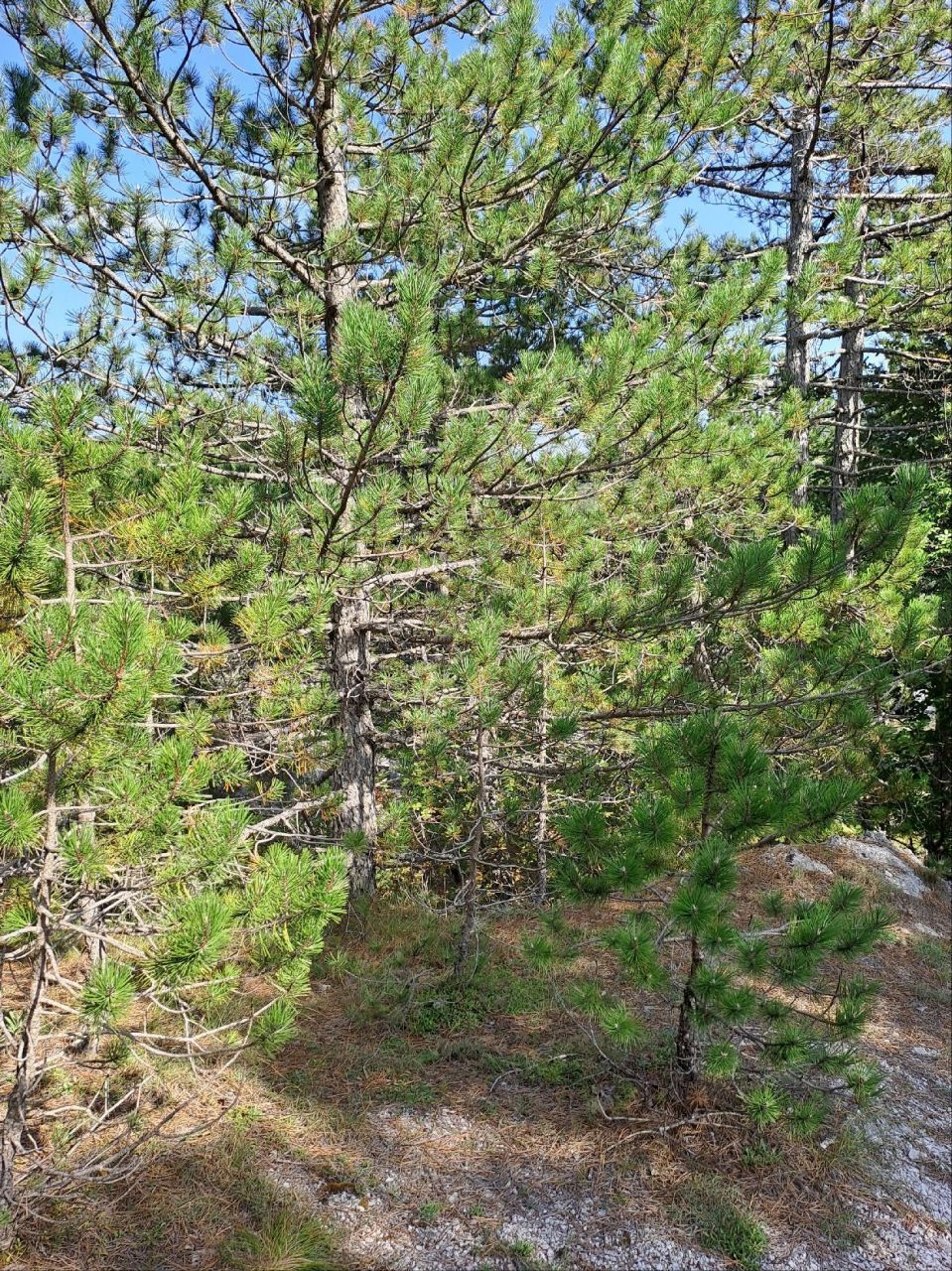 Terrain à Grahovo, Monténégro, 30 000 m² - image 7