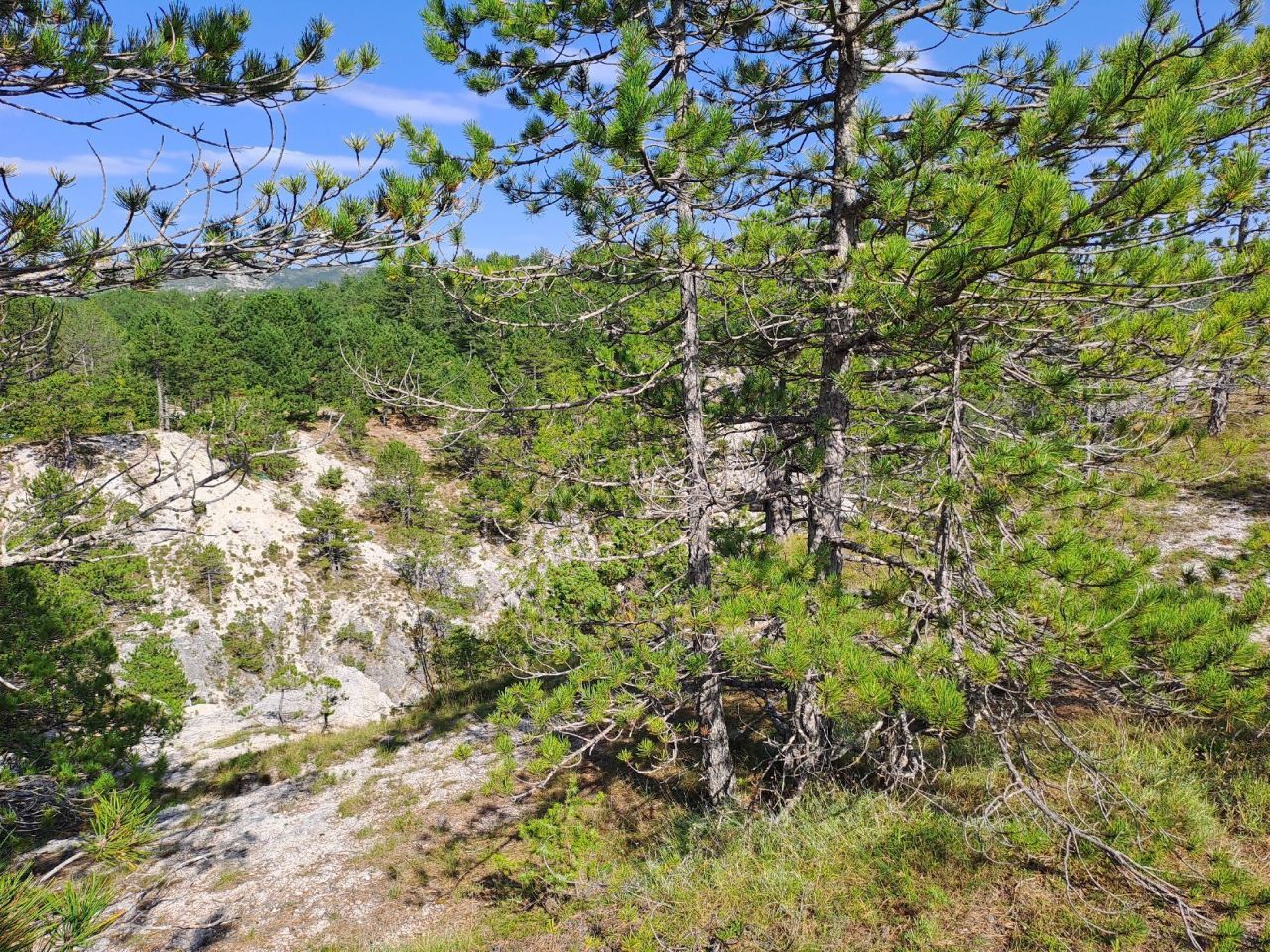 Terrain à Grahovo, Monténégro, 30 000 m² - image 10