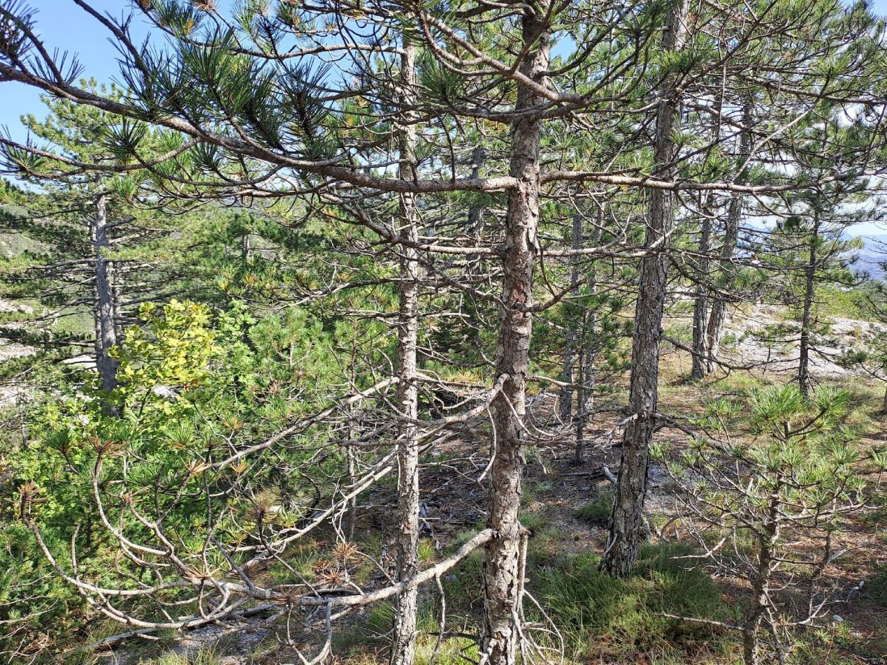 Terrain à Grahovo, Monténégro, 30 000 m² - image 9