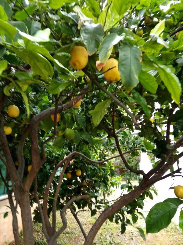 Villa in Coral Bay, Cyprus, 140 m² - picture 6